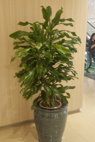 �����̻�����ֲ��